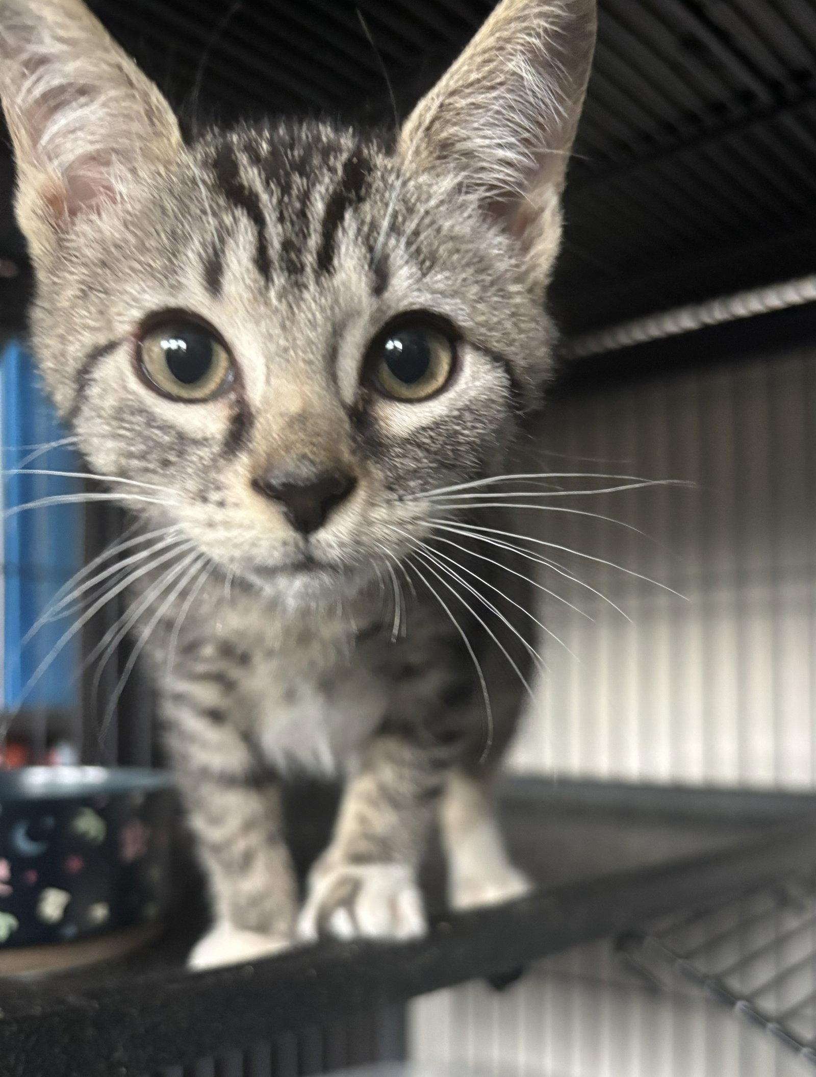 Enlarge Deere 7.25.26, a Adoptable Domestic Short Hair in Apopka, FL image 2/3