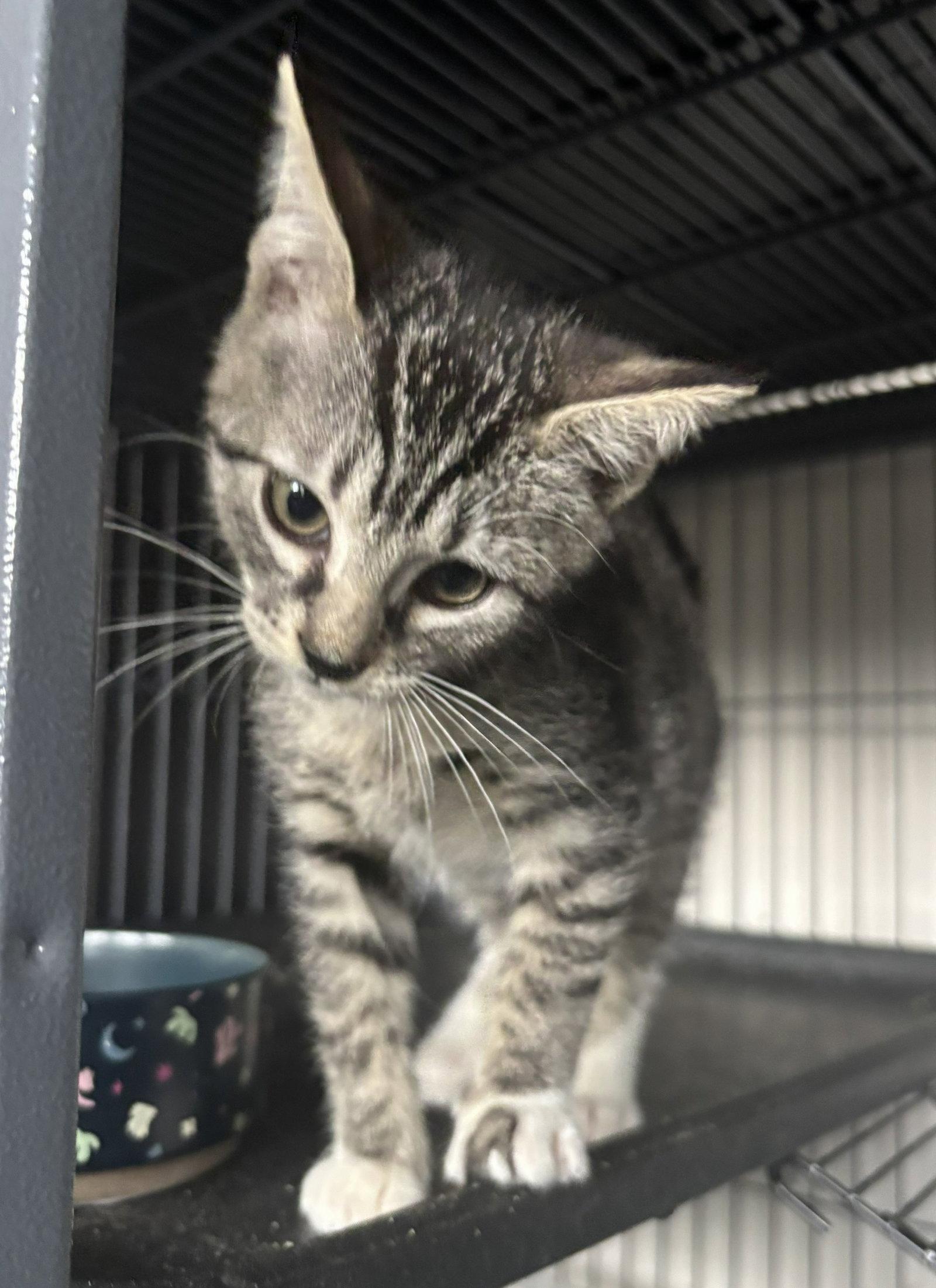 Enlarge Deere 7.25.26, a Adoptable Domestic Short Hair in Apopka, FL image 3/3