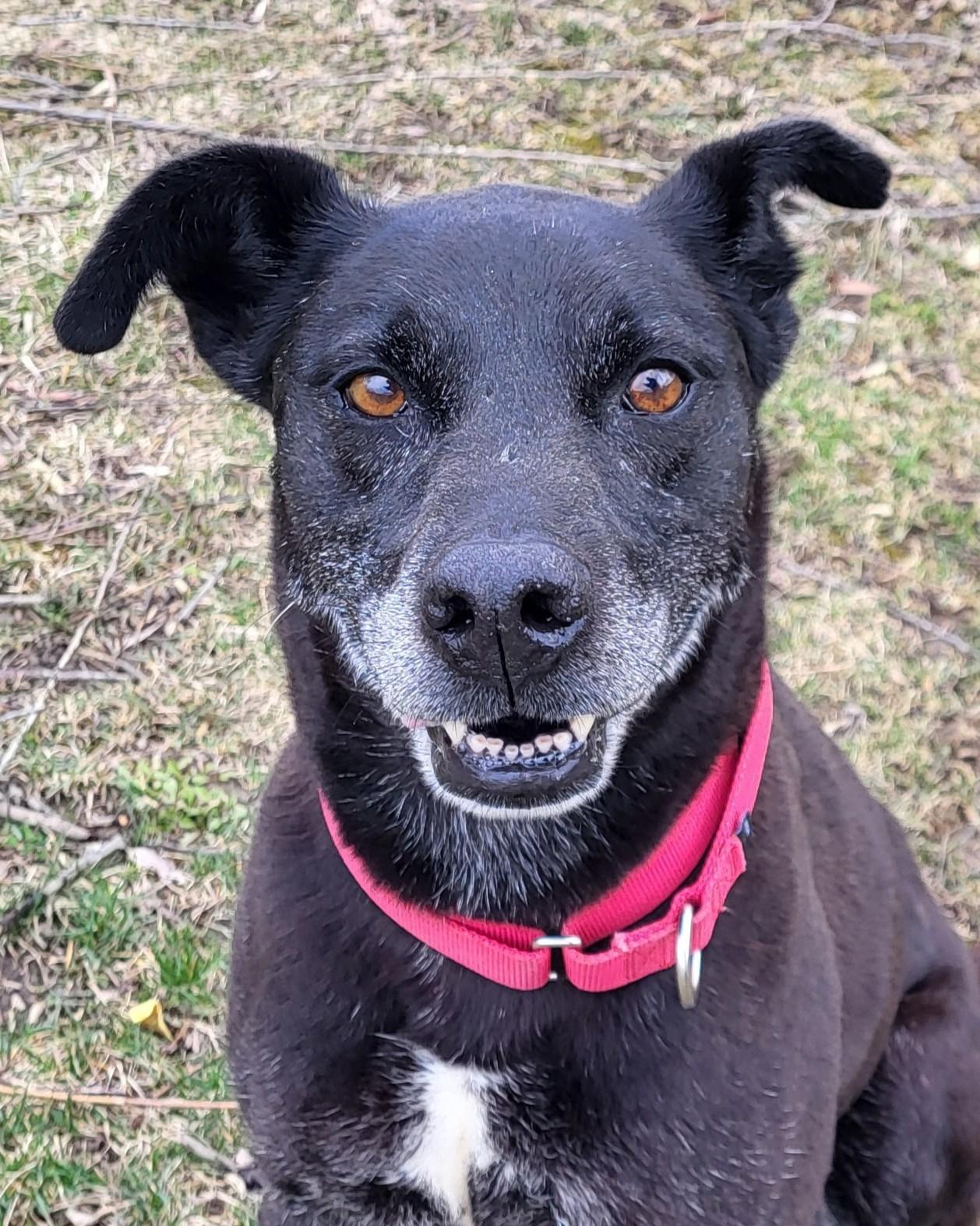 Malibu, adopted, Adult Male Black Labrador Retriever.