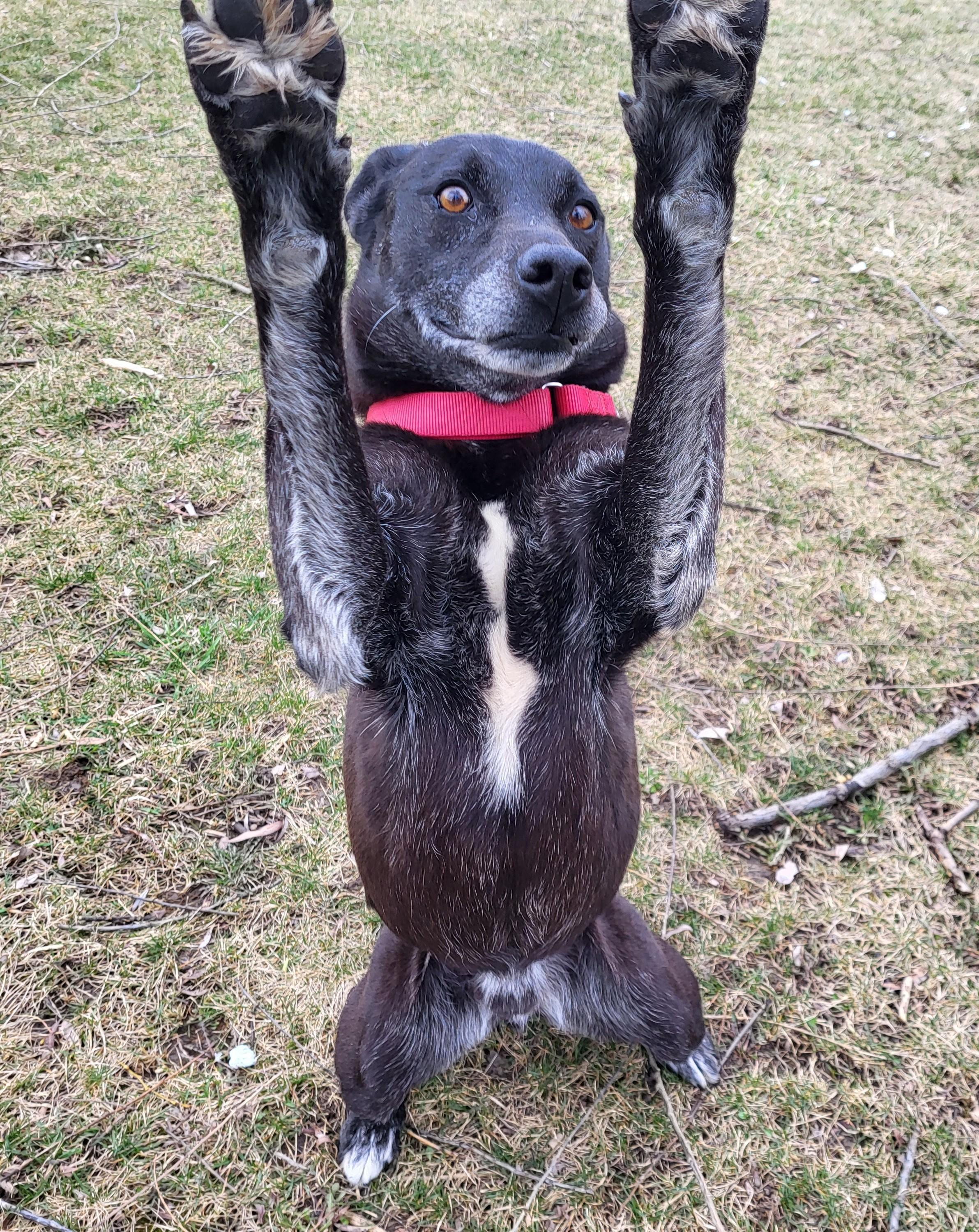 Enlarge Malibu, an adopted mixed breed in Grayslake, IL image 2/4