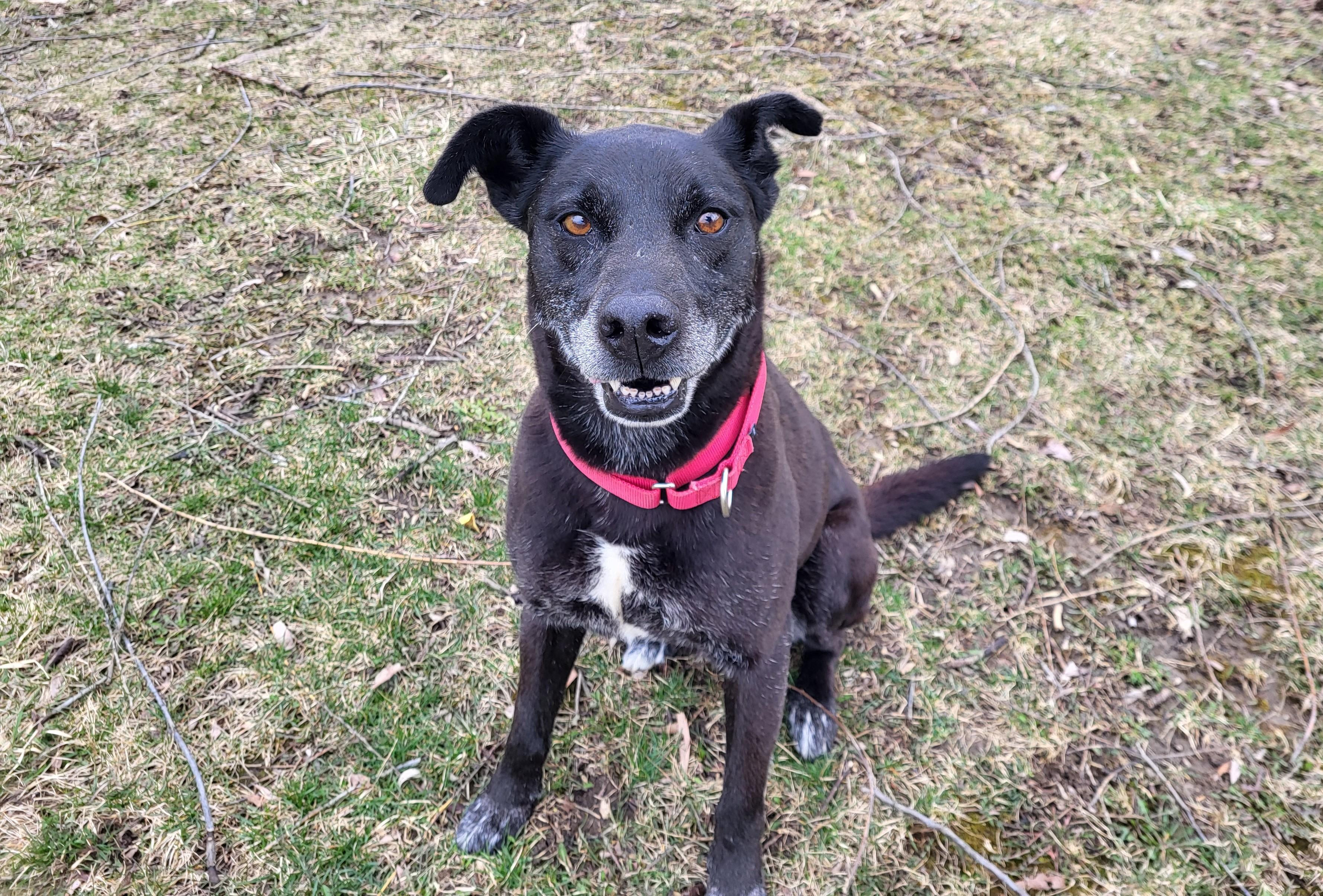 Enlarge Malibu, an adopted mixed breed in Grayslake, IL image 4/4