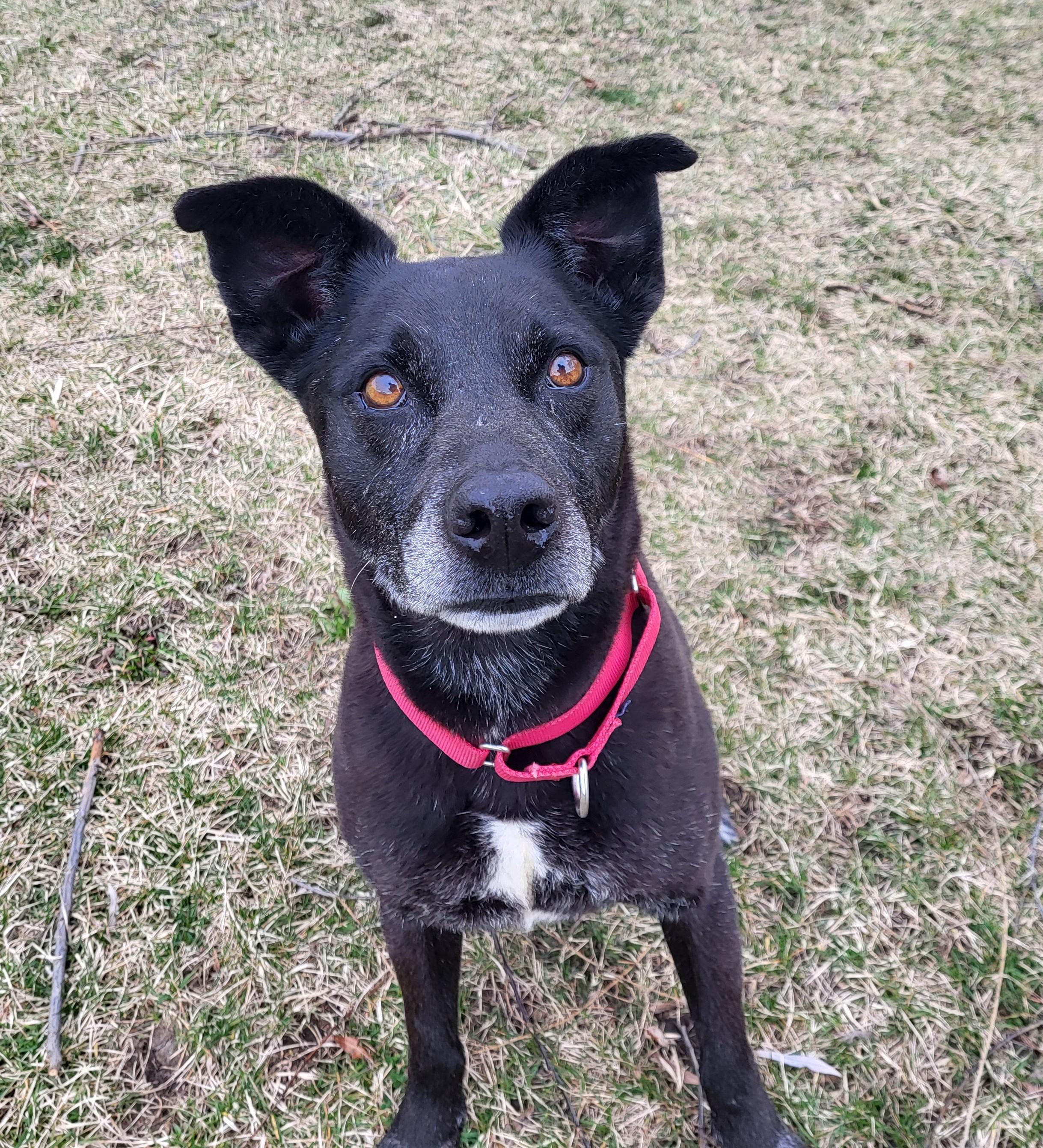Enlarge Malibu, an adopted mixed breed in Grayslake, IL image 3/4