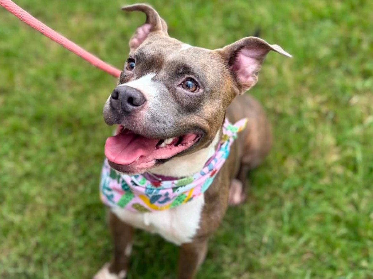 Kalina - *COURTESY LISTING*, Adoptable, Adult Female Pit Bull Terrier & Boxer.