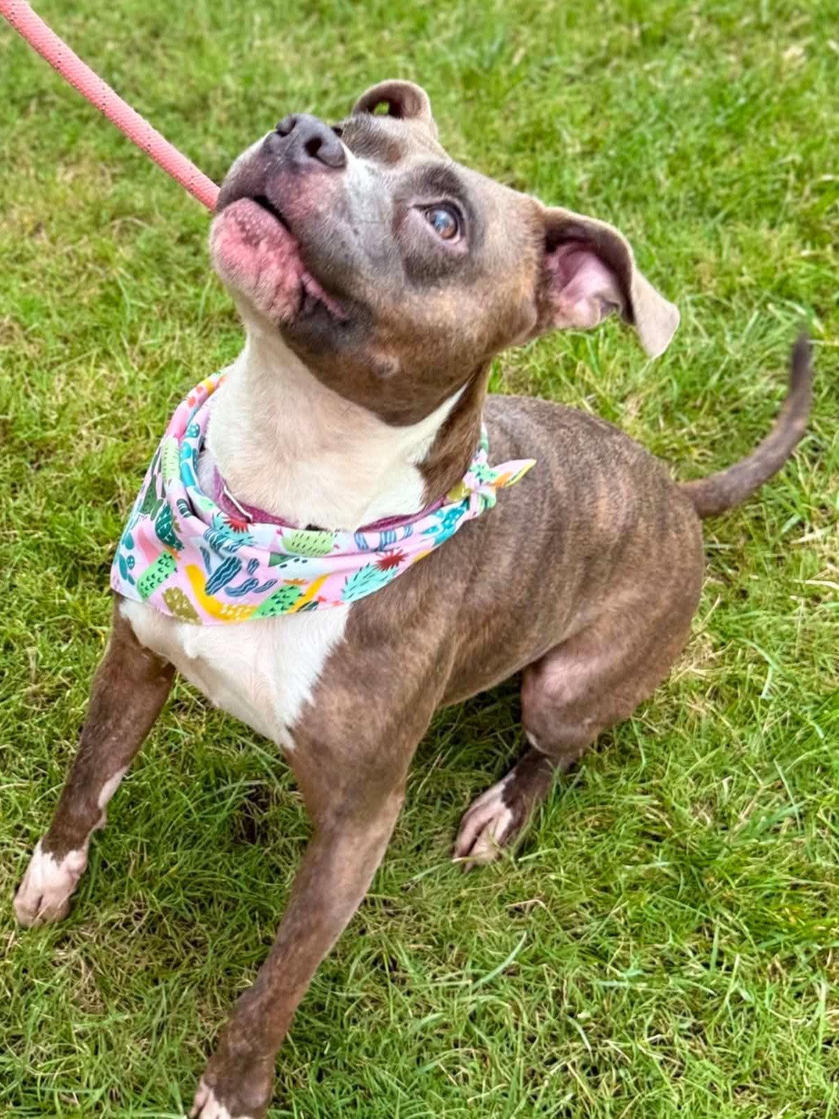 Kalina - *COURTESY LISTING*, a Adoptable mixed breed in Cookeville, TN image 2/3