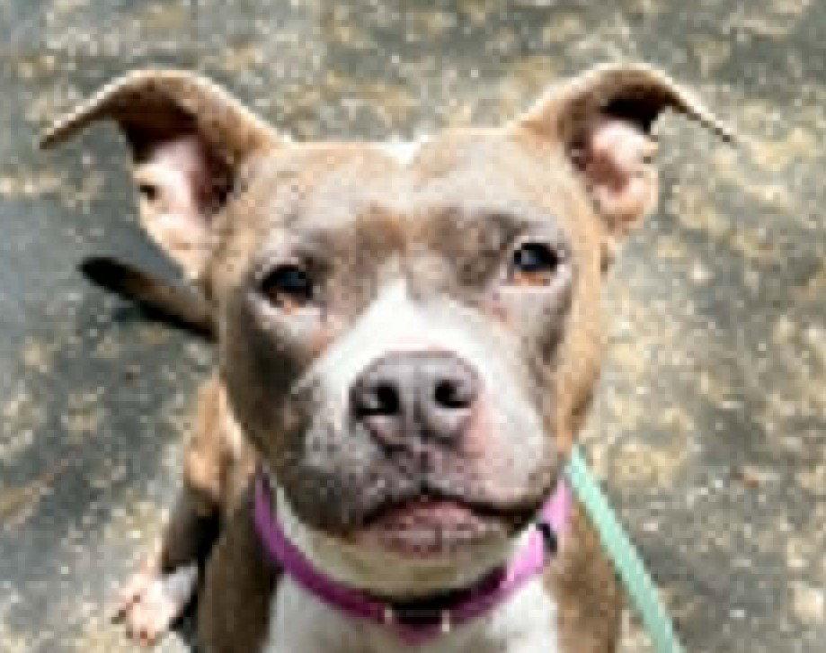 Kalina - *COURTESY LISTING*, a Adoptable mixed breed in Cookeville, TN image 3/3