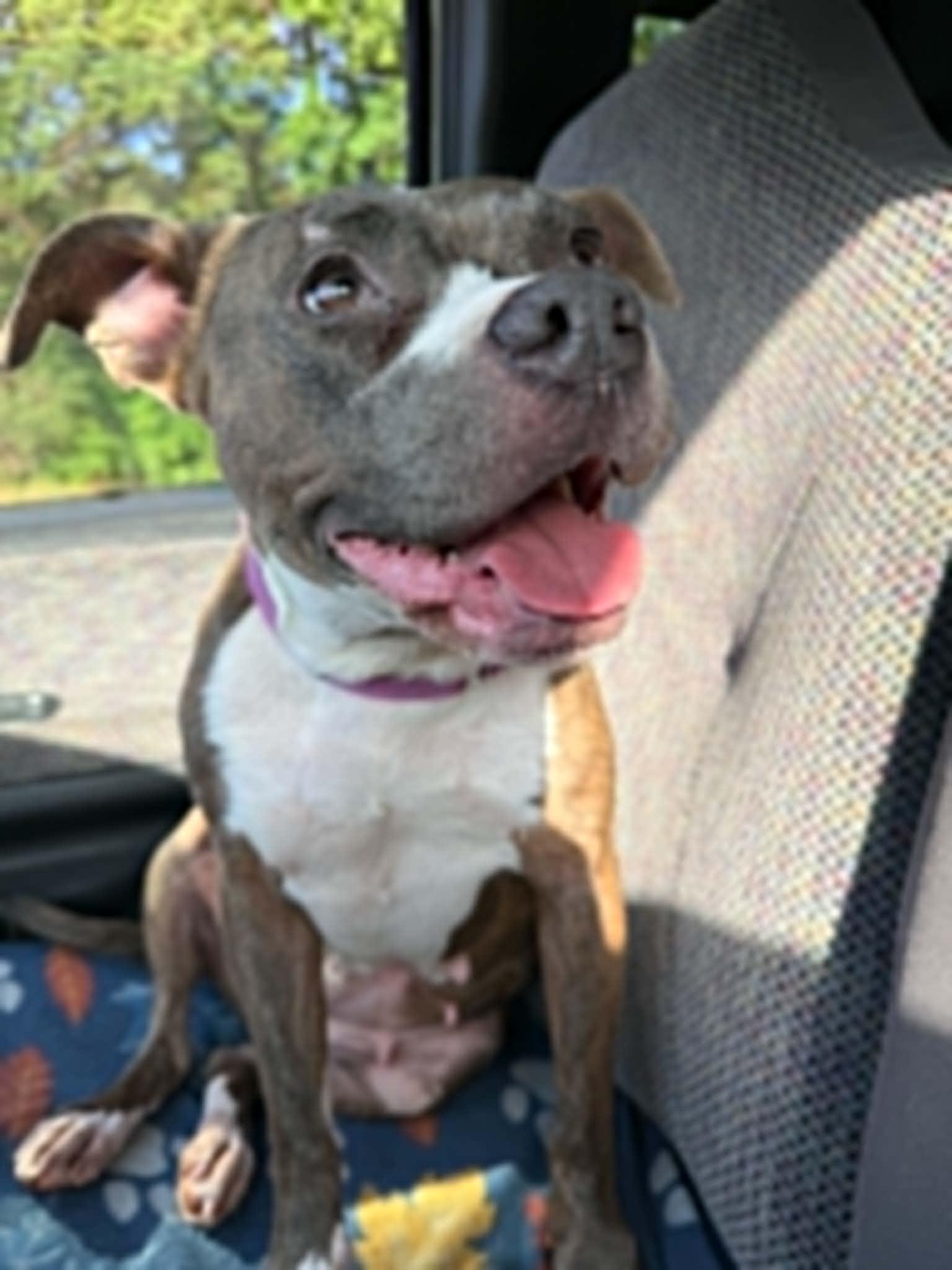Kalina - COURTESY LISTING, Adoptable, Adult Female Pit Bull Terrier & Boxer.