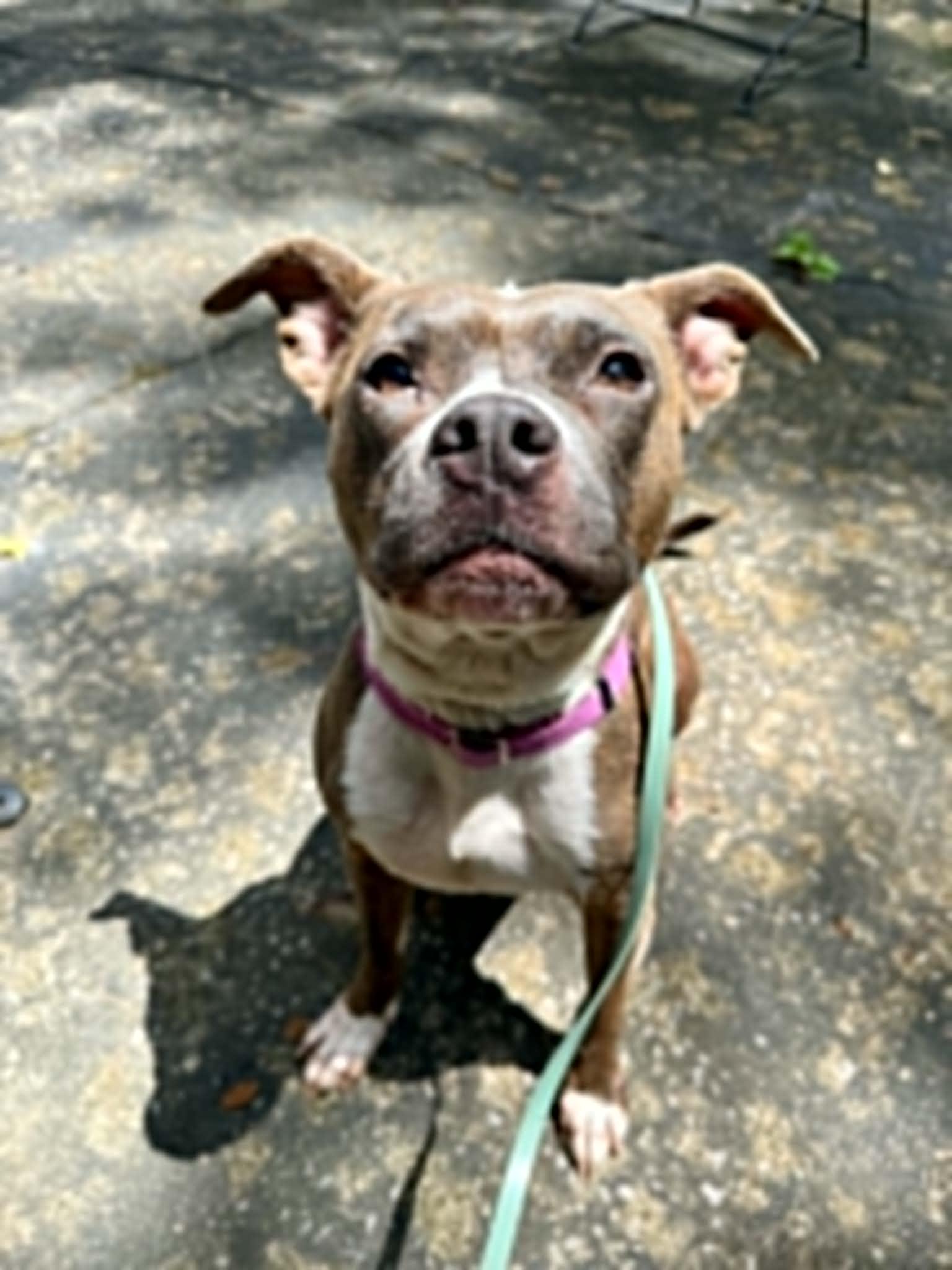 Kalina - COURTESY LISTING, a Adoptable mixed breed in Cookeville, TN image 2/3
