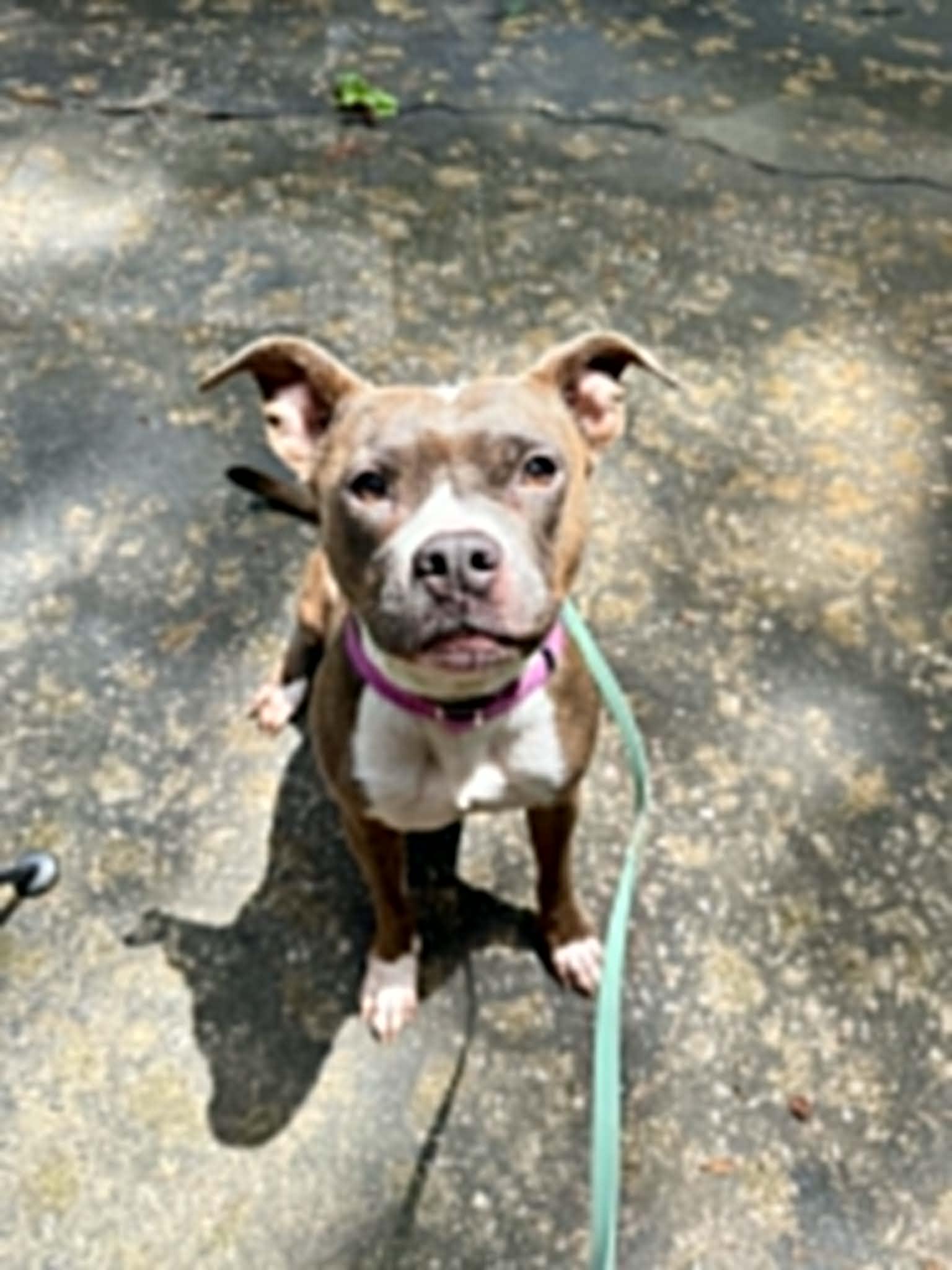 Kalina - COURTESY LISTING, a Adoptable mixed breed in Cookeville, TN image 3/3