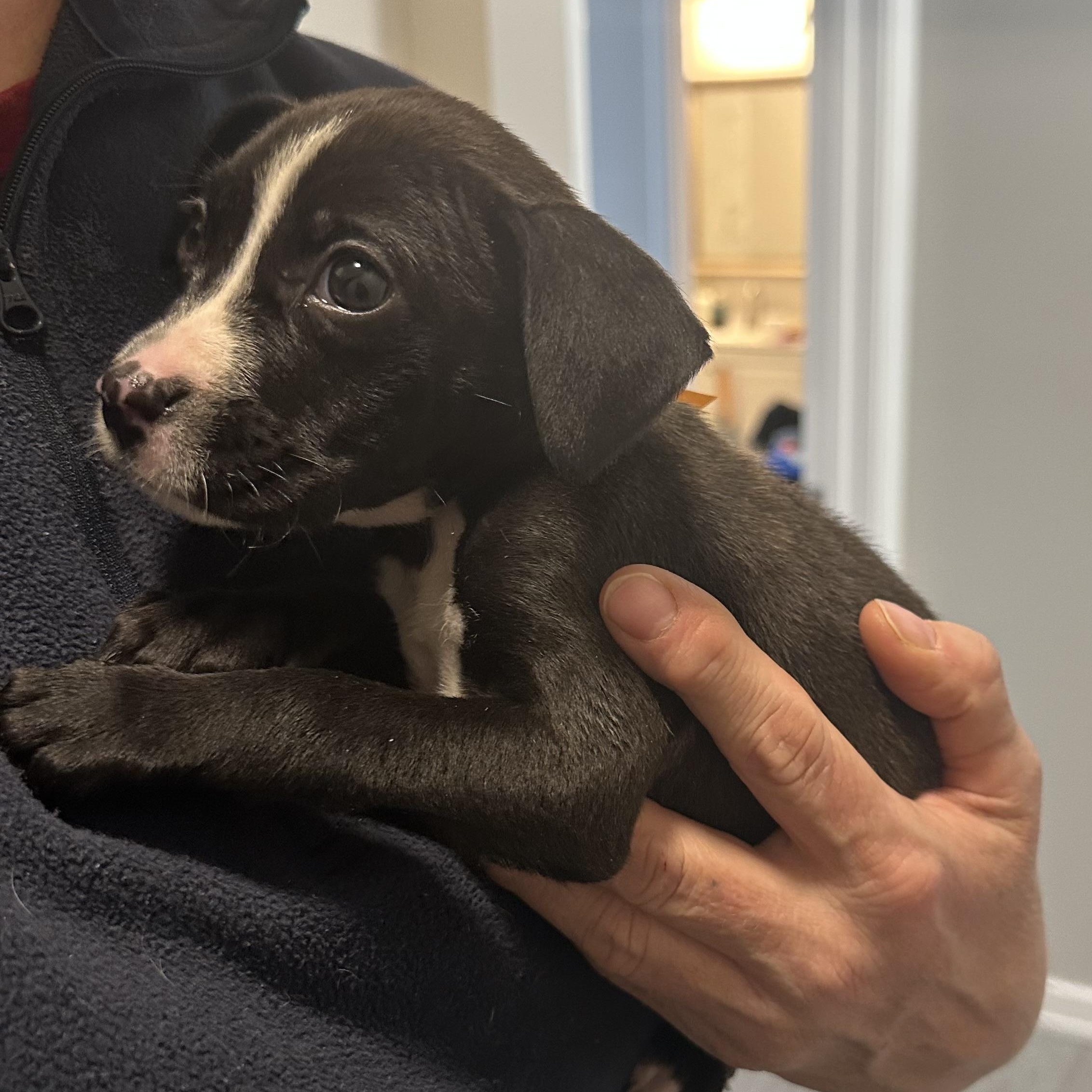 Elena, a ADOPTABLE mixed breed in Little Rock, AR image 1/5