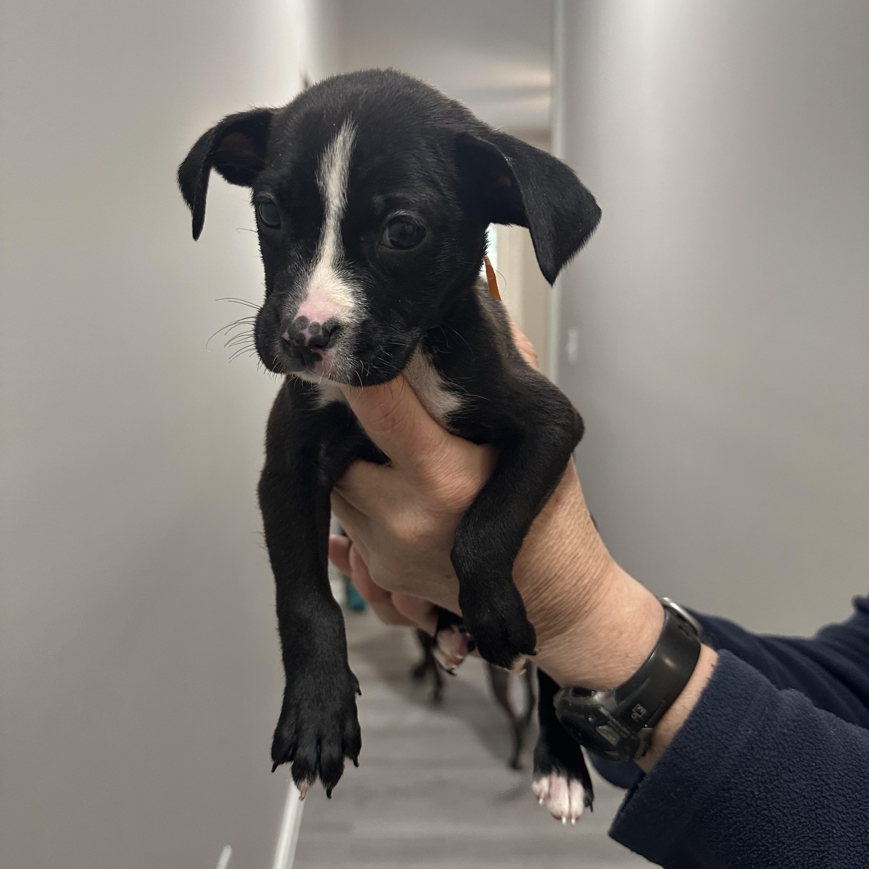 Elena, a ADOPTABLE mixed breed in Little Rock, AR image 2/5