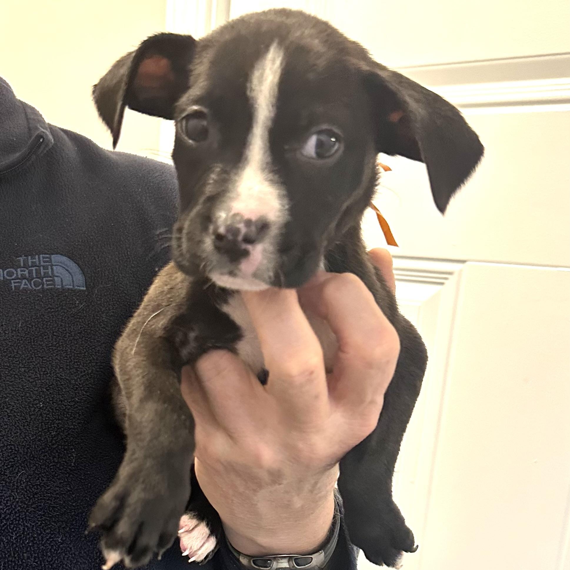 Elena, a ADOPTABLE mixed breed in Little Rock, AR image 3/5