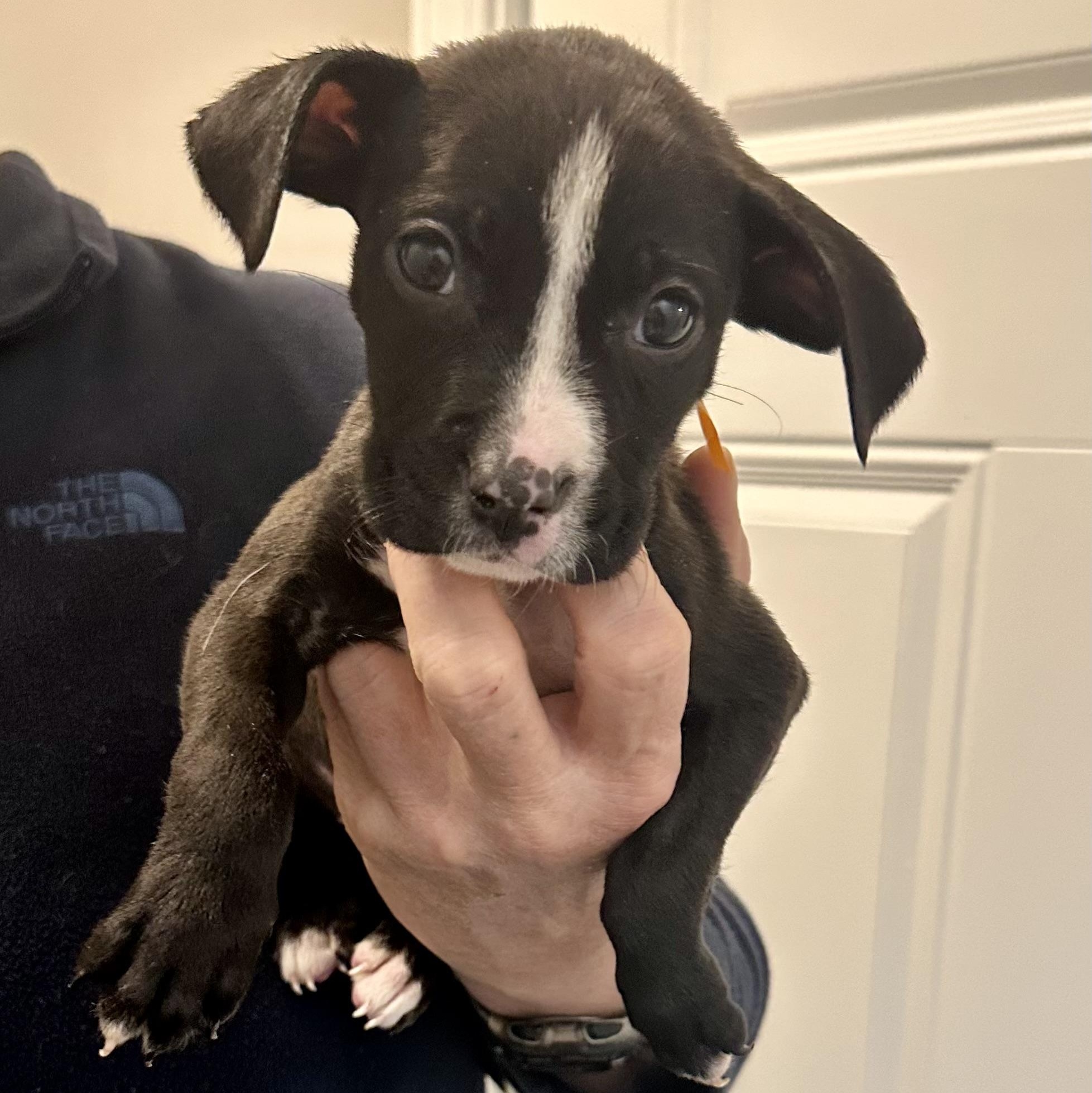 Elena, a ADOPTABLE mixed breed in Little Rock, AR image 4/5