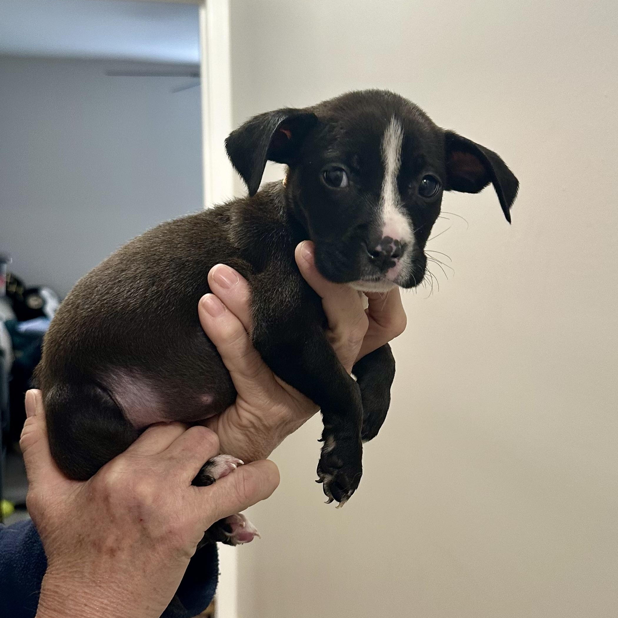 Elena, a ADOPTABLE mixed breed in Little Rock, AR image 5/5