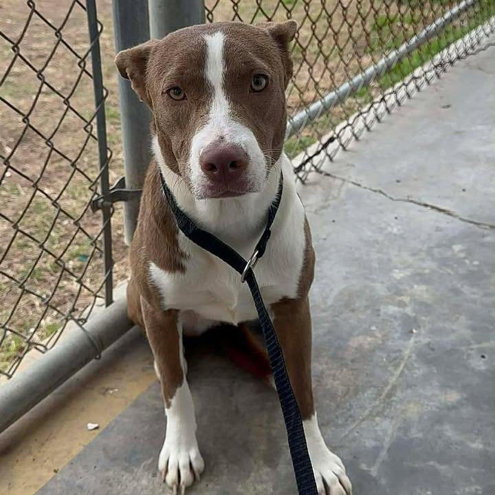 Louise, Adoptable, Adult Female Black Labrador Retriever & Shepherd.
