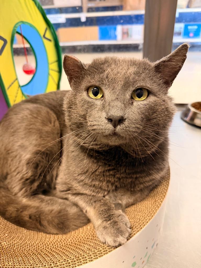 Thickie Boy, Adoptable, Adult Male Domestic Short Hair.