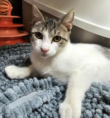Hera, a Adoptable mixed breed in Phoenix, AZ image 1/3