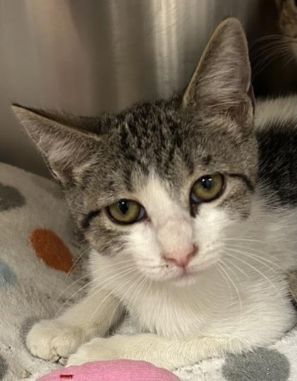 Hera, a Adoptable mixed breed in Phoenix, AZ image 3/3