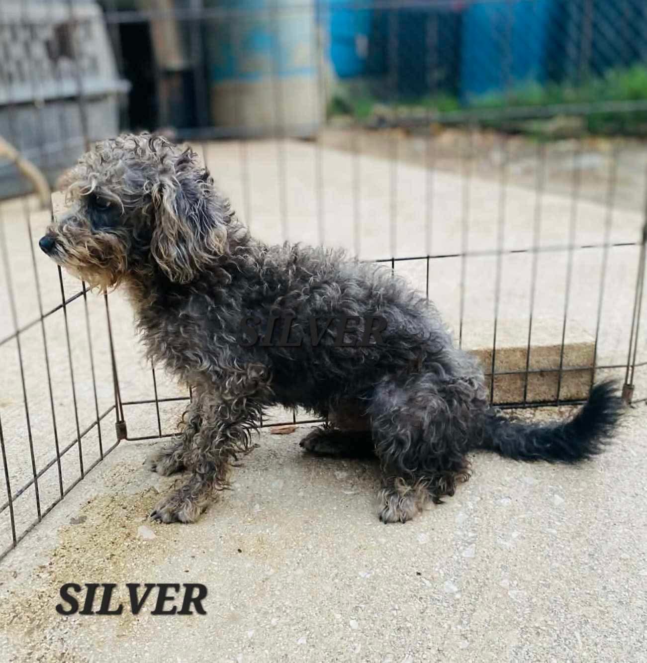 Silver, an adoptable mixed breed in Milford, NH image 1/6