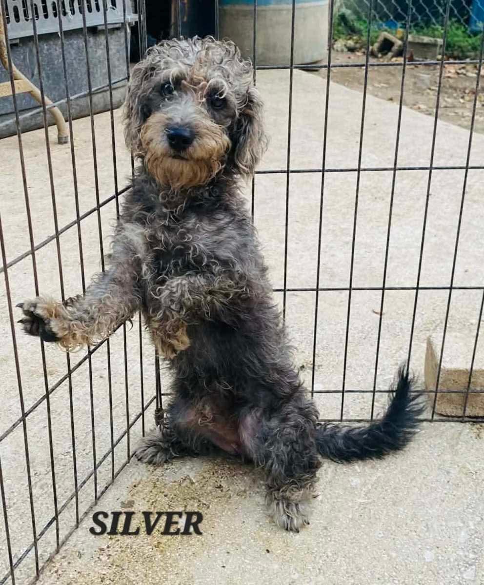 Silver, an adoptable mixed breed in Milford, NH image 2/6