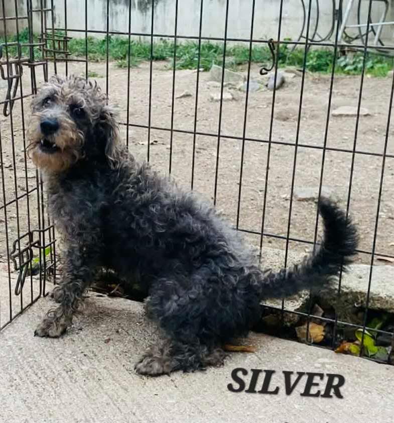 Silver, an adoptable mixed breed in Milford, NH image 3/6