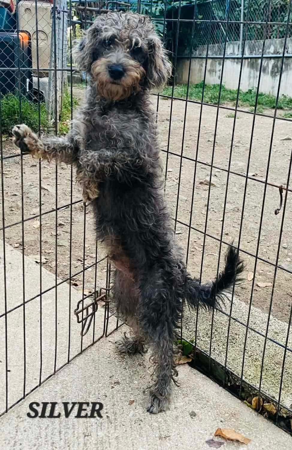 Silver, an adoptable mixed breed in Milford, NH image 4/6