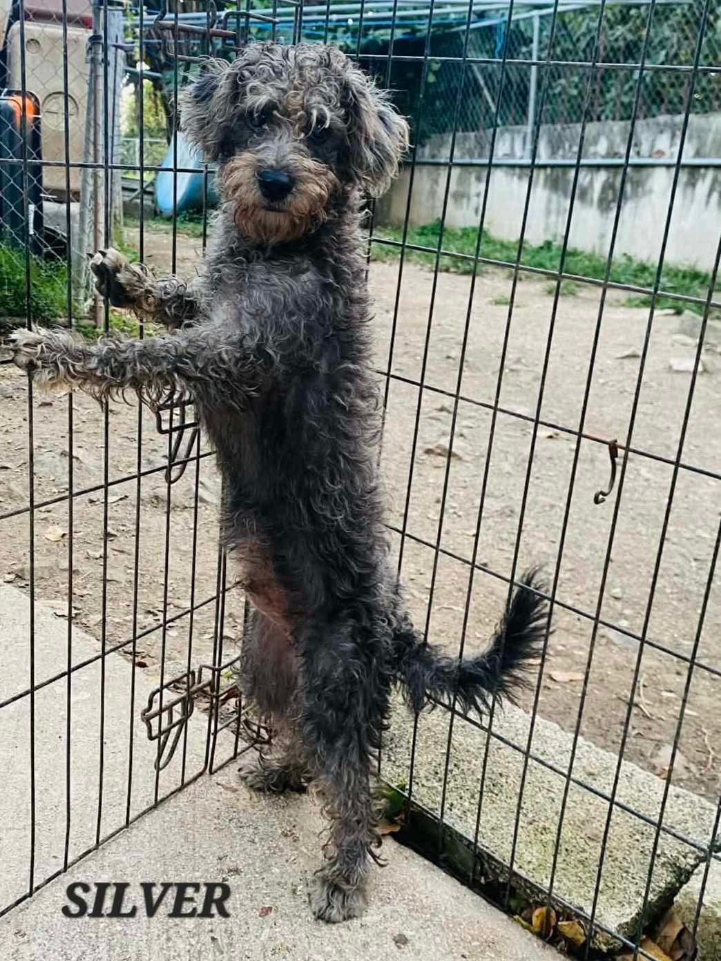 Silver, an adoptable mixed breed in Milford, NH image 5/6