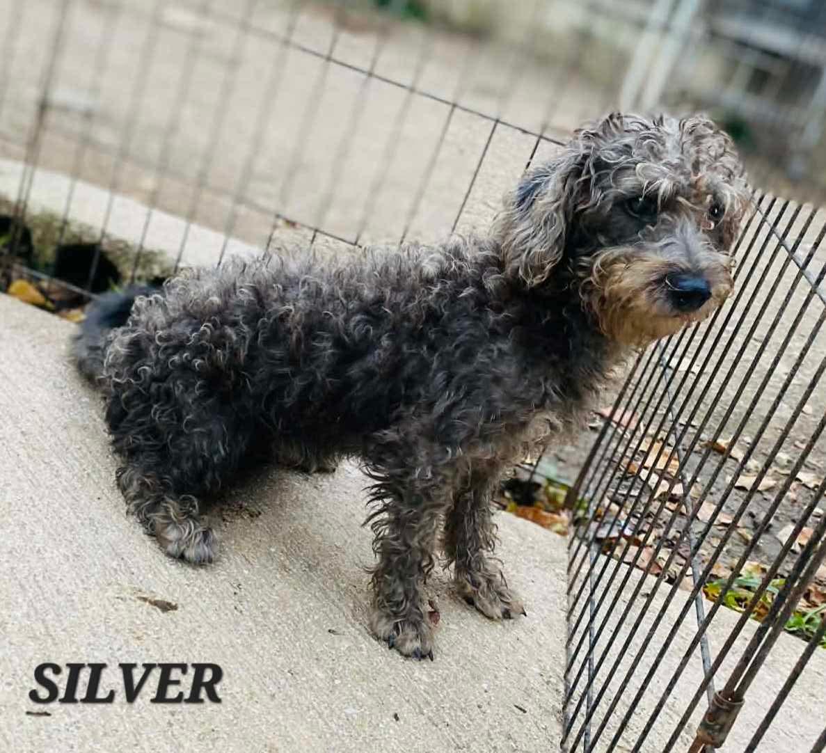Silver, an adoptable mixed breed in Milford, NH image 6/6