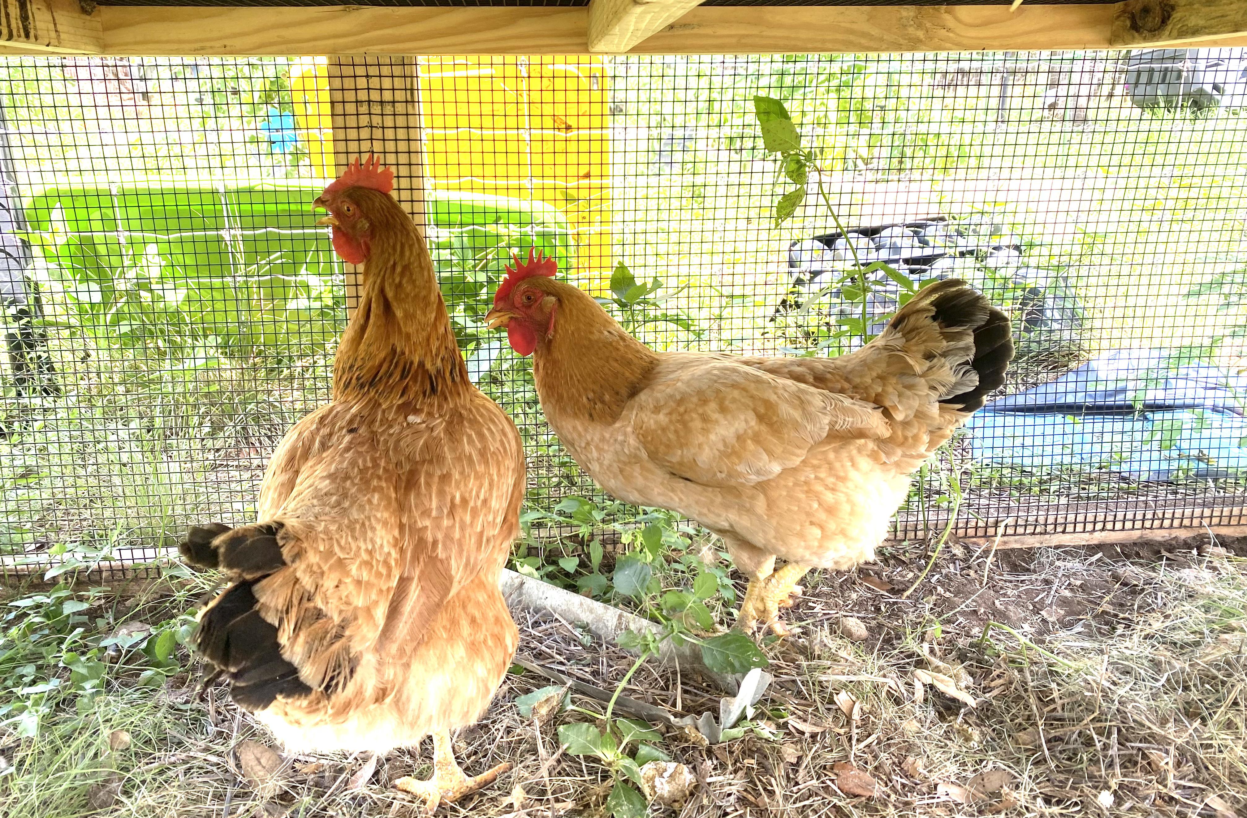 2 Hens, adopted, Adult Female Chicken.