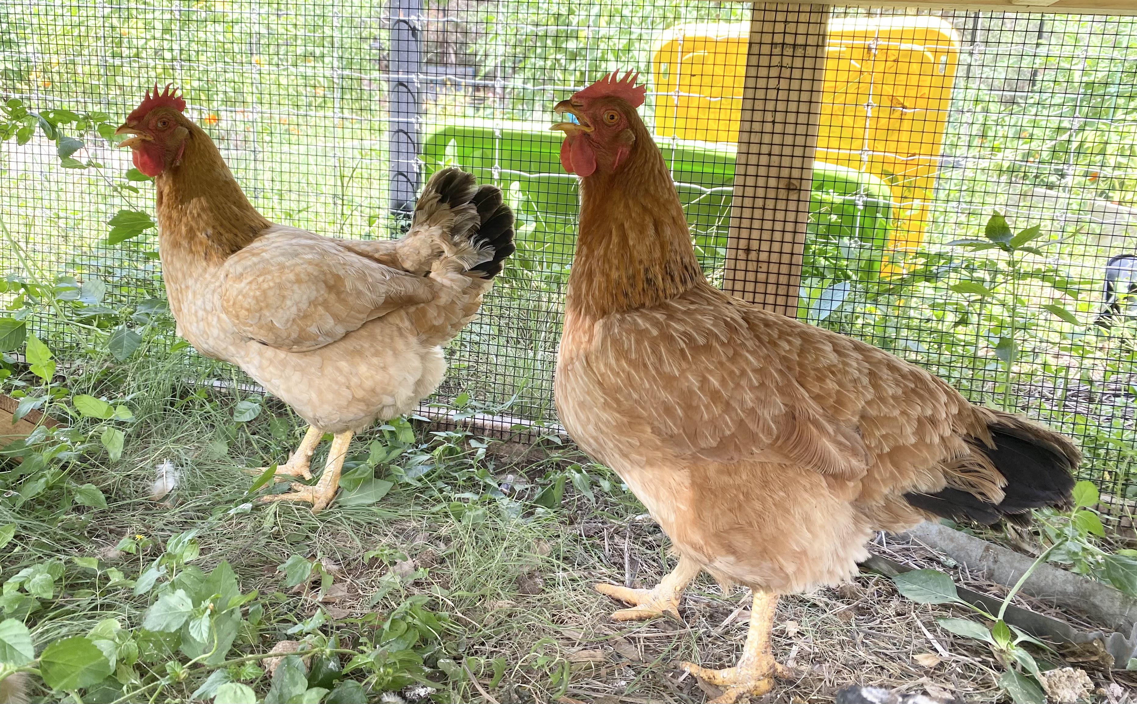 Enlarge 2 Hens, an adopted Chicken in Bulverde, TX image 2/2