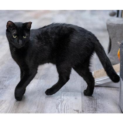 Enlarge Jersey Kershaw, a Adoptable mixed breed in Hudson, MA image 1/3