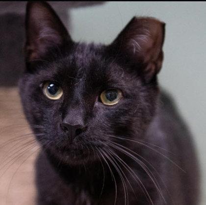 Enlarge Jersey Kershaw, a Adoptable mixed breed in Hudson, MA image 2/3