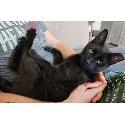Enlarge Jersey Kershaw, a Adoptable mixed breed in Hudson, MA image 3/3