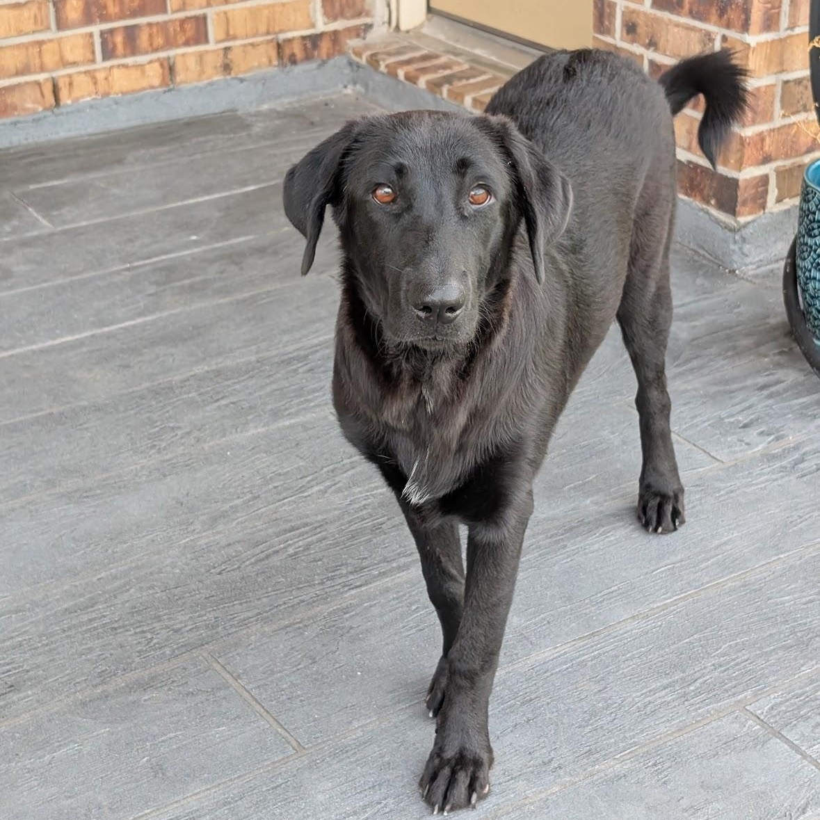 Enlarge Krystal, a Adopted mixed breed in Englewood, CO image 6/6