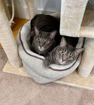 Jill 05-4146, Adoptable, Senior Female Domestic Short Hair.