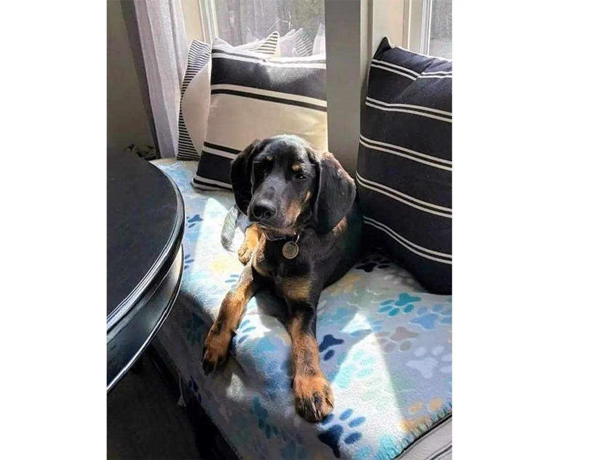 Enlarge Passion (GA), a Adoptable Black and Tan Coonhound in Leawood, KS image 2/2