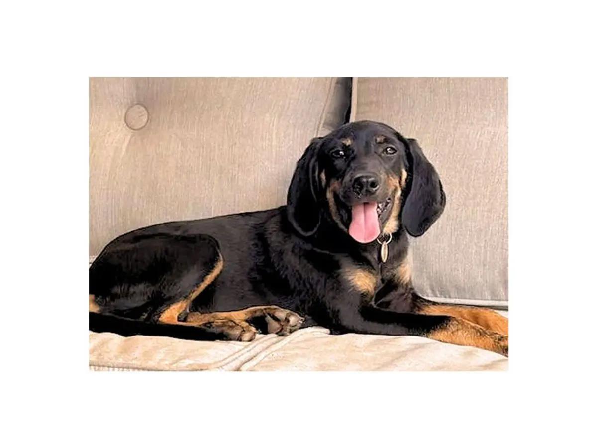 Enlarge Passion (GA), a Adoptable Black and Tan Coonhound in Leawood, KS image 1/2