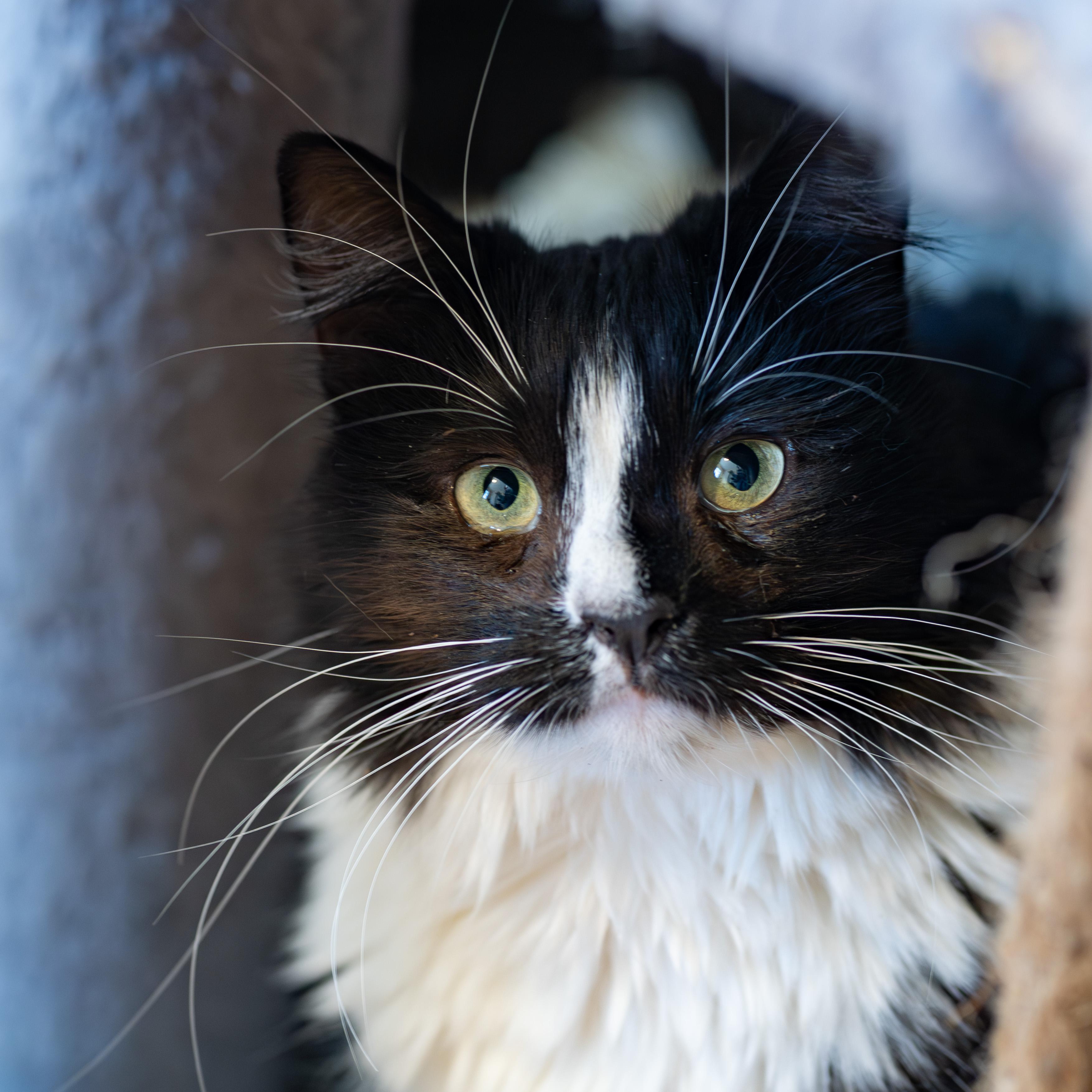 Enlarge Junie, a ADOPTABLE Domestic Medium Hair in Globe, AZ image 1/1