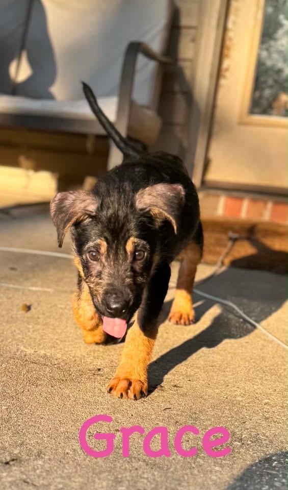 Grace, Adoptable, Puppy Female German Shepherd Dog.