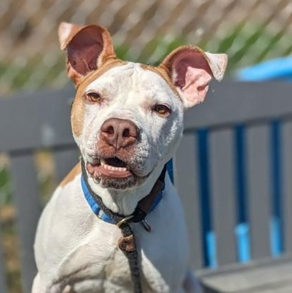 Kanan (45562/467), Adult Male Pit Bull Terrier