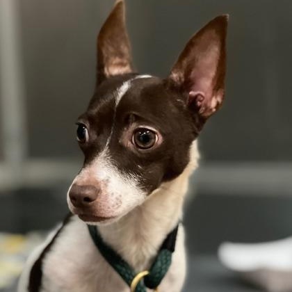 Enlarge Tyko, a Adopted Chihuahua in Philadelphia, PA image 3/3