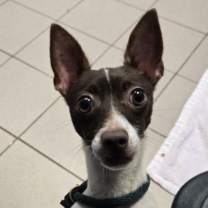 Tyko, Adopted, Adult Male Chihuahua.