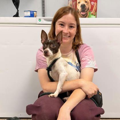 Enlarge Tyko, a Adopted Chihuahua in Philadelphia, PA image 2/3