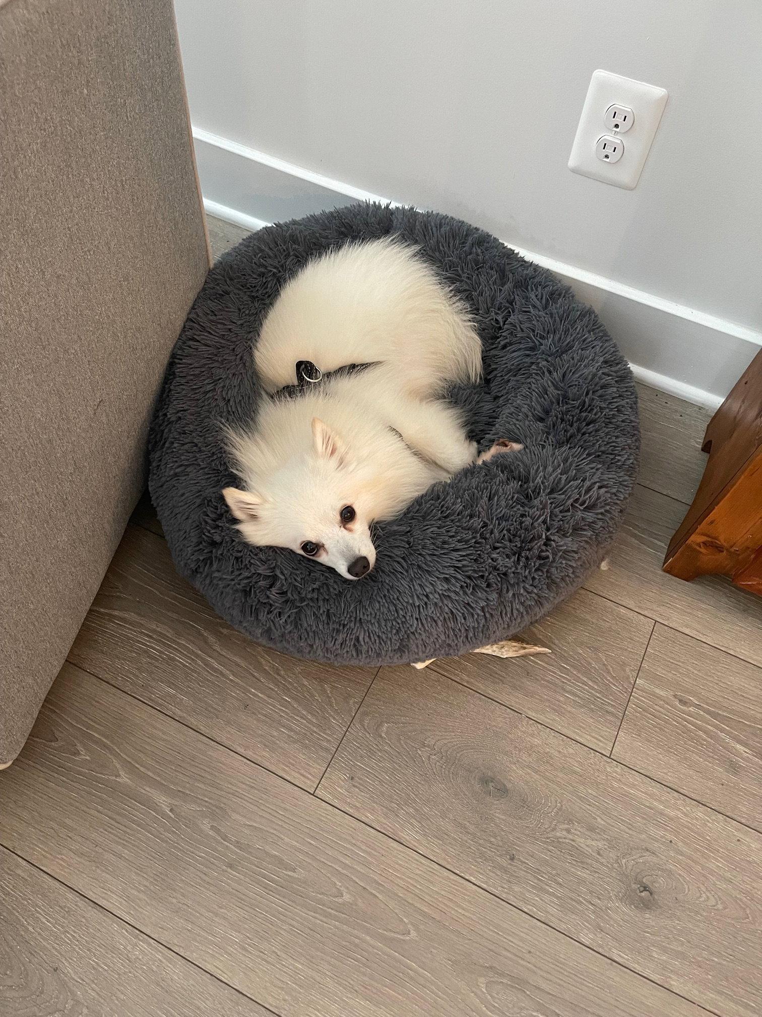 Snowy of Crozet Va, Adoptable, Young Female American Eskimo Dog.