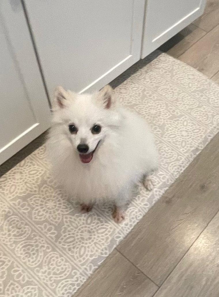 Enlarge Snowy of Crozet Va, a Adoptable American Eskimo Dog in Crozet, VA image 2/3