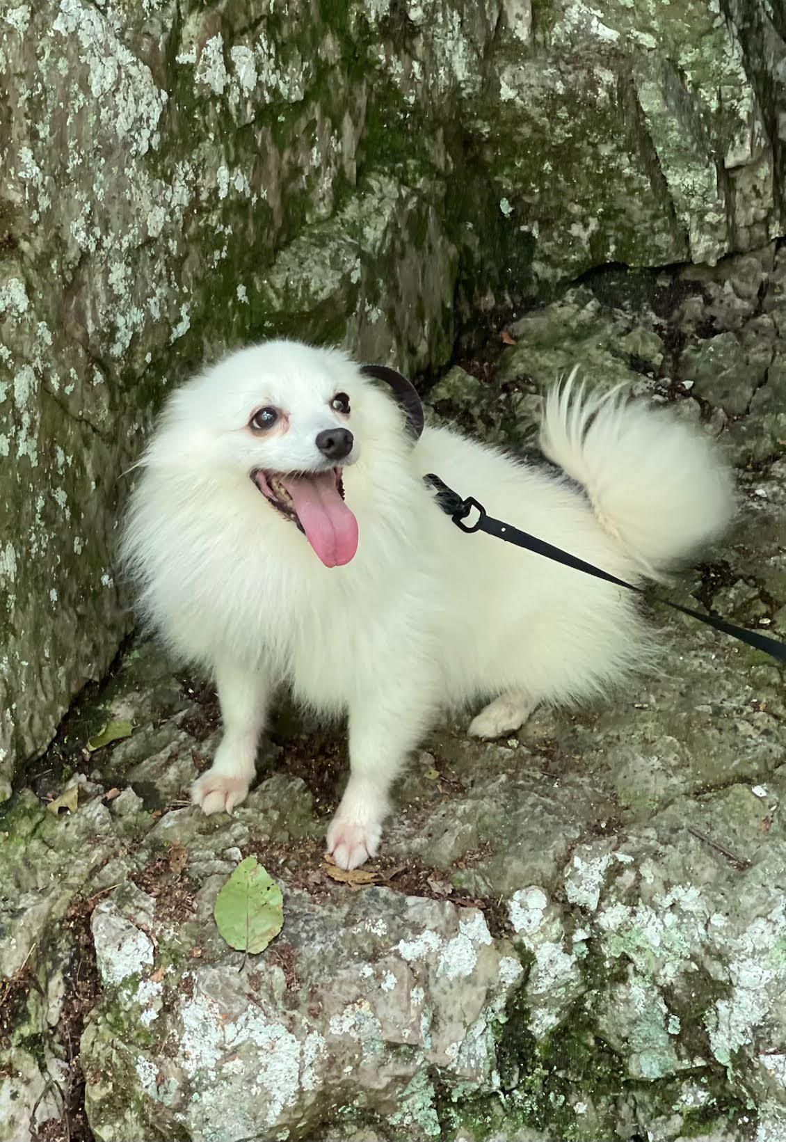 Enlarge Snowy of Crozet Va, a Adoptable American Eskimo Dog in Crozet, VA image 3/3