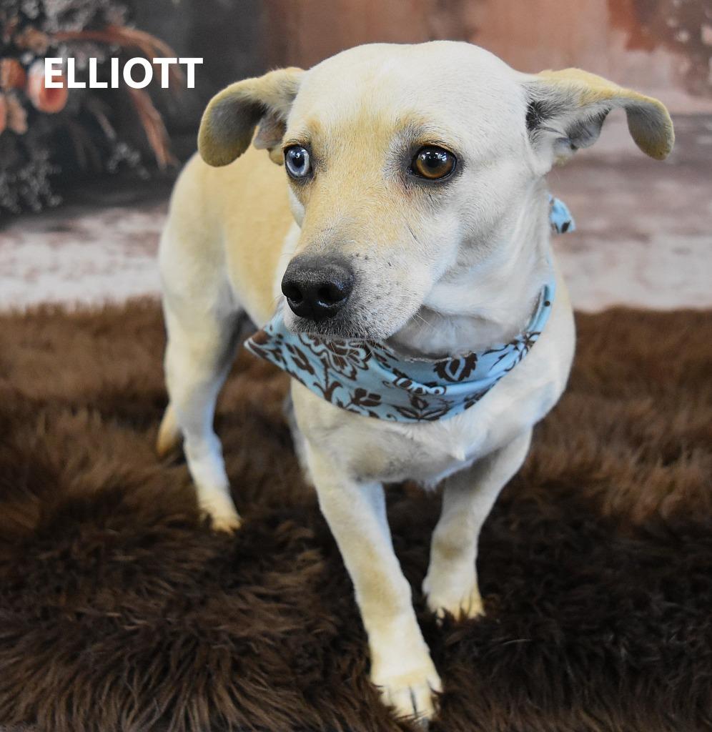 Elliott, Adoptable, Young Male Chihuahua & Shepherd.