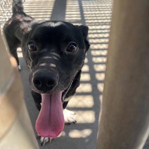 Squirt, Adoptable, Young Male Terrier.