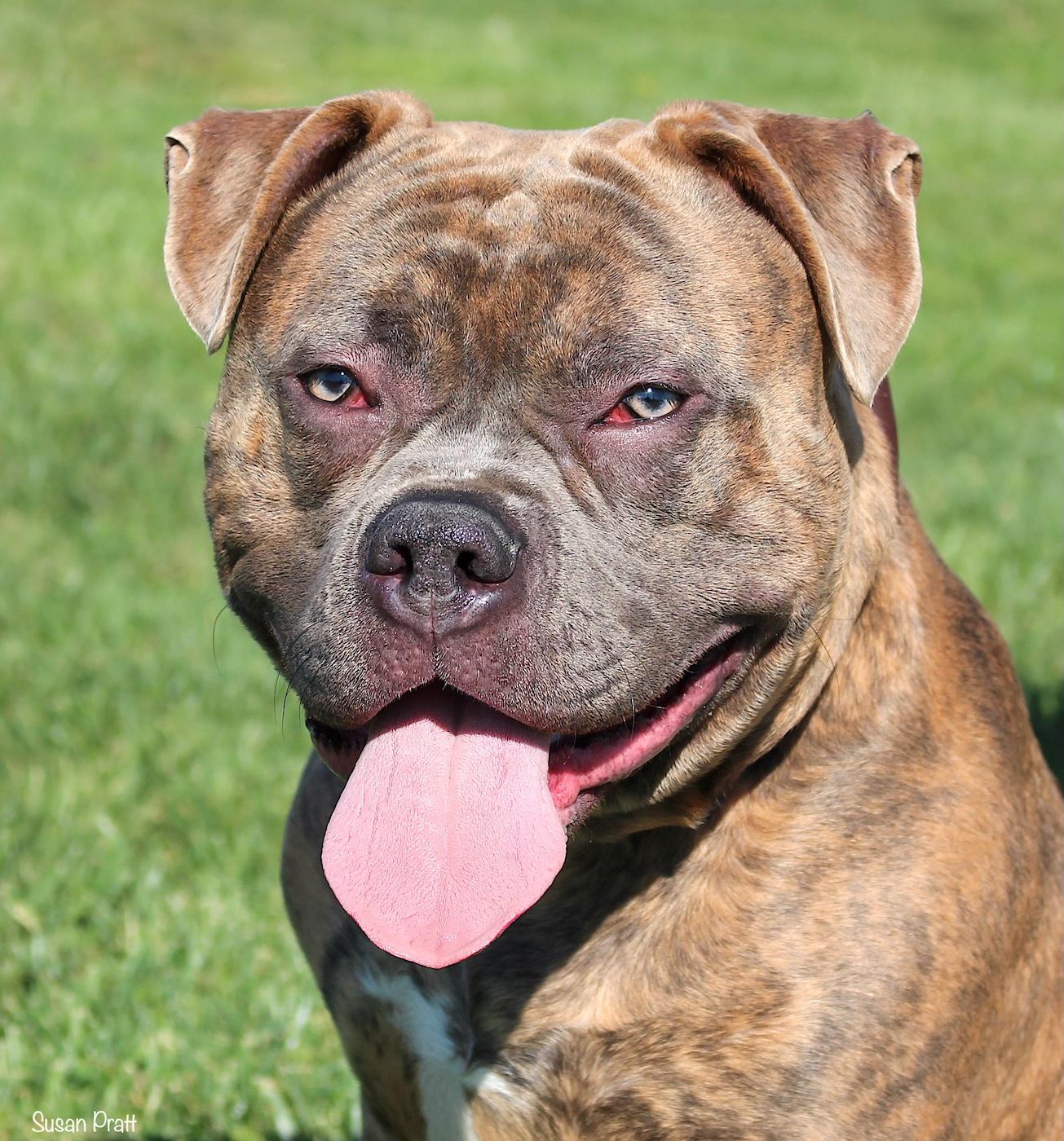 Enlarge Kane, a ADOPTABLE American Bully in Bedford, VA image 3/3