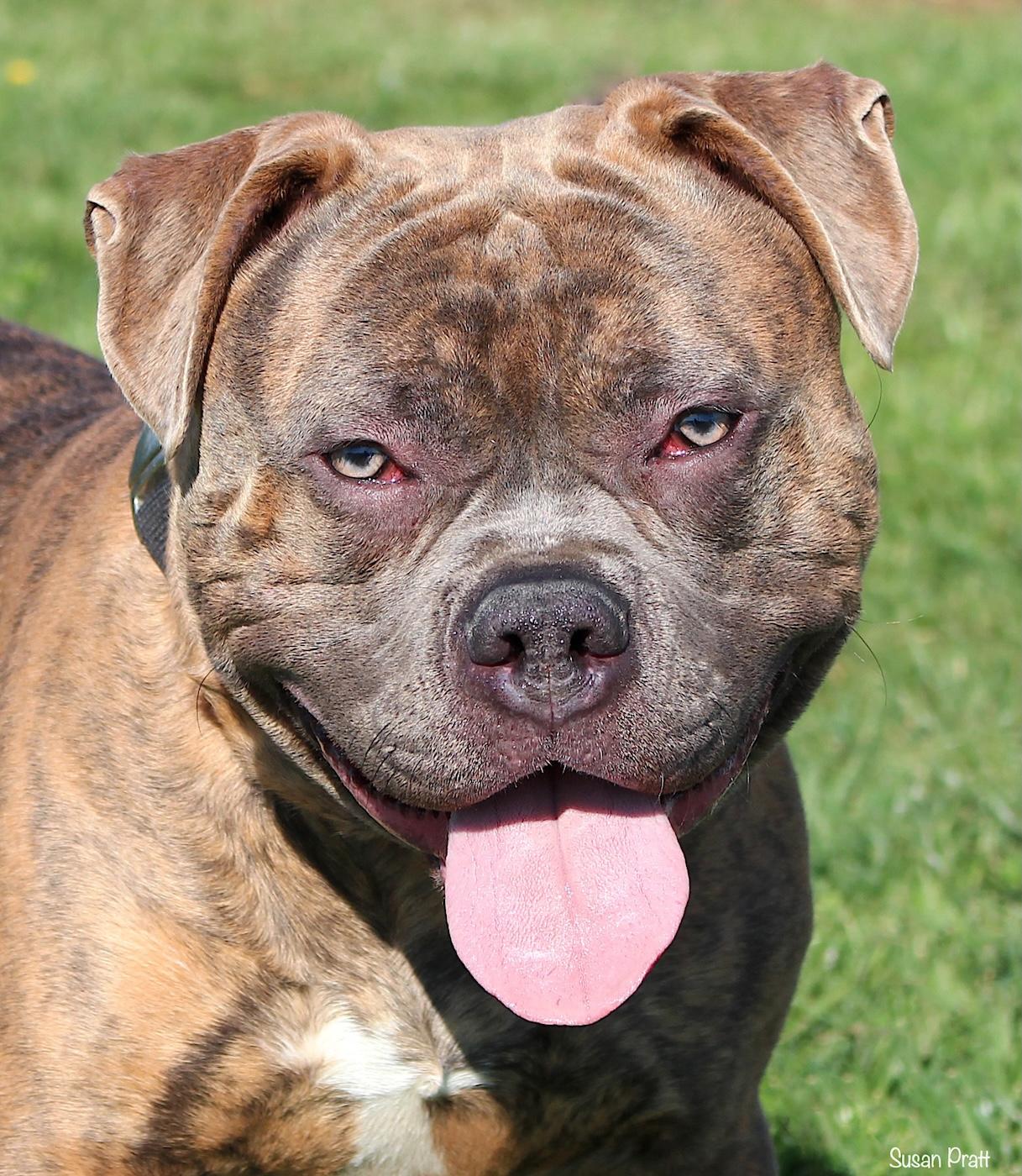 Enlarge Kane, a ADOPTABLE American Bully in Bedford, VA image 1/3