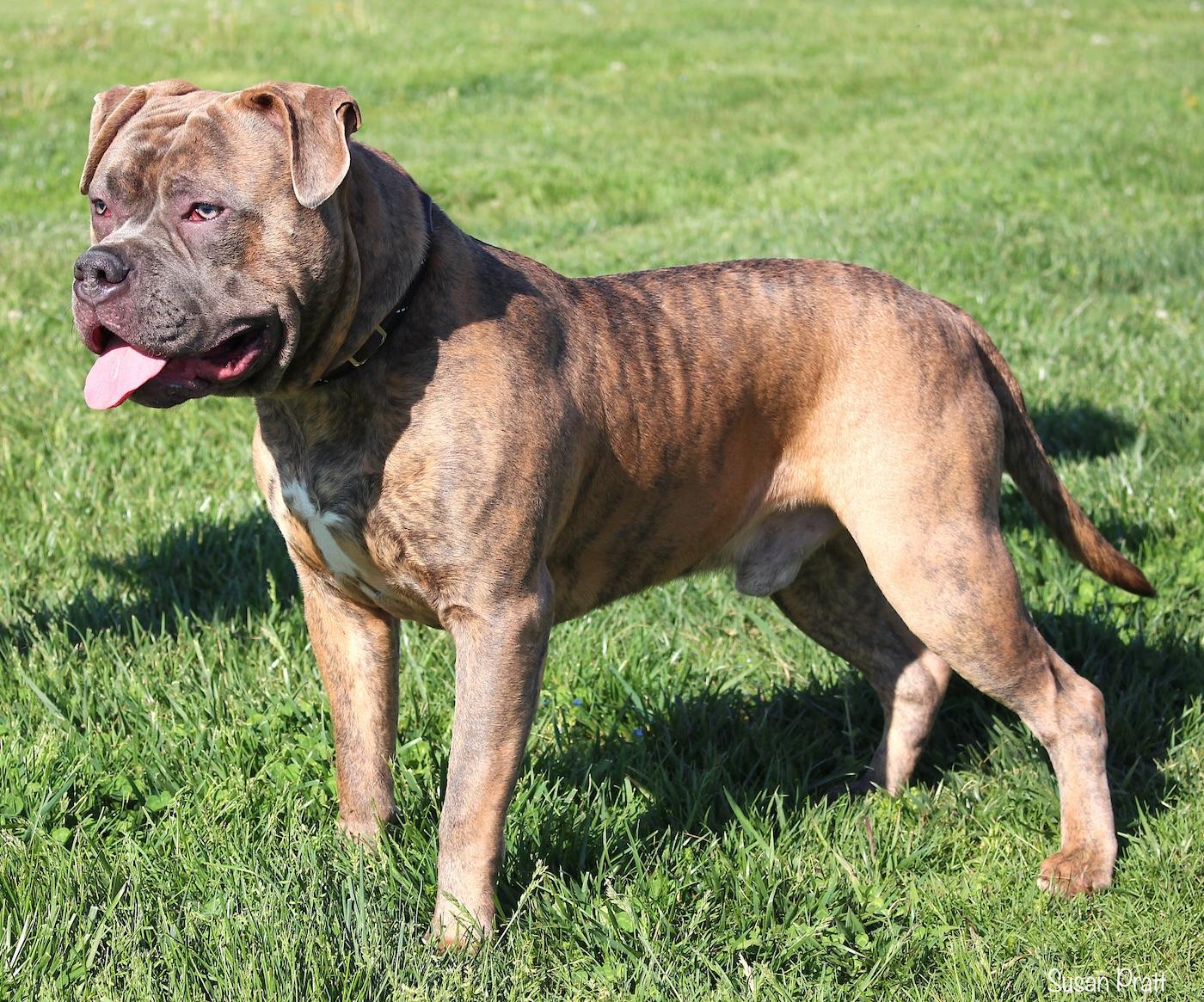 Enlarge Kane, a ADOPTABLE American Bully in Bedford, VA image 2/3